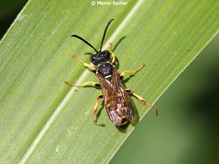 Cerceris sp., maschio  (Crabronidae)